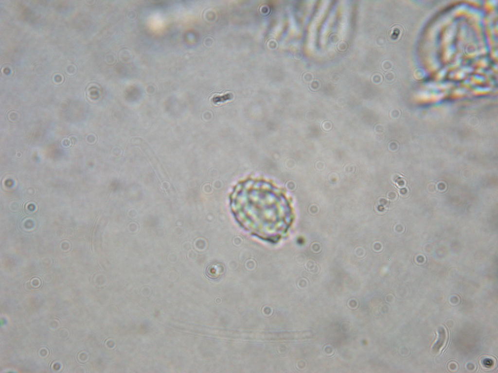 Pectinatoides ...!!!